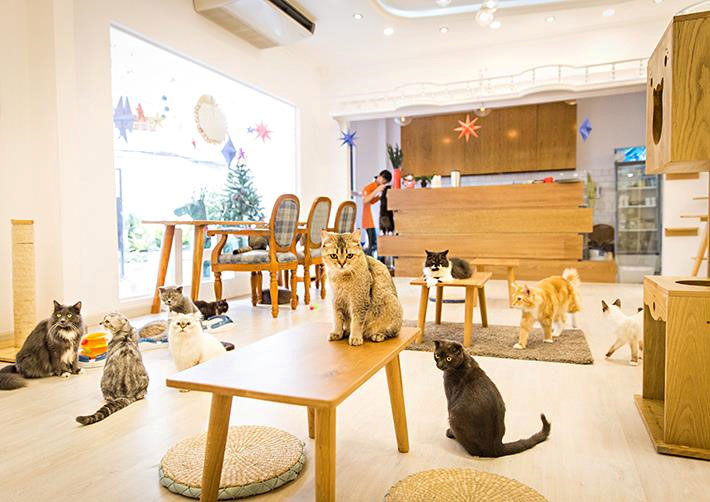 Thiết kế quán cafe thú cưng